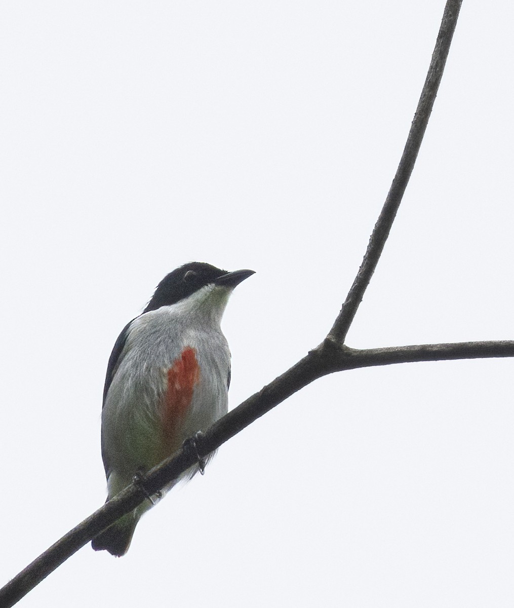 Red-keeled Flowerpecker - ML575772321