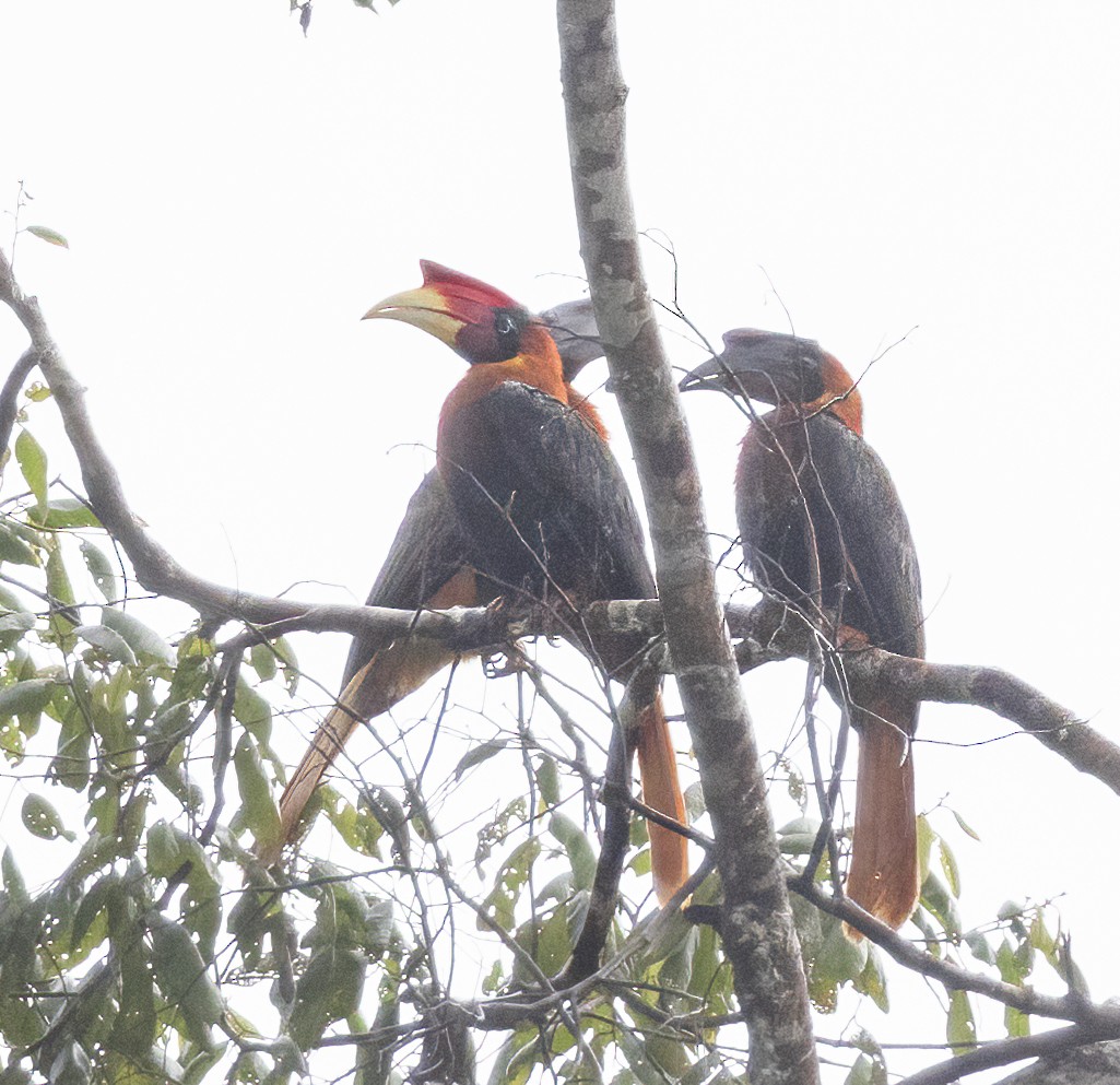 Rufous Hornbill - ML575772731