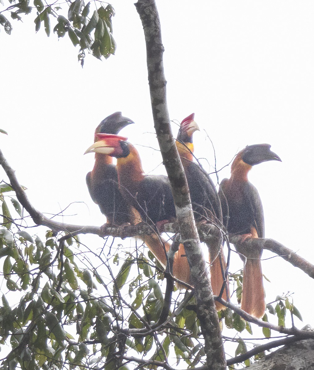 Rufous Hornbill - ML575773071