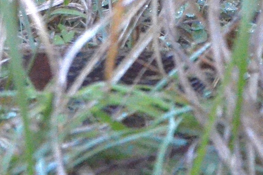 Striped Flufftail - ML575773241