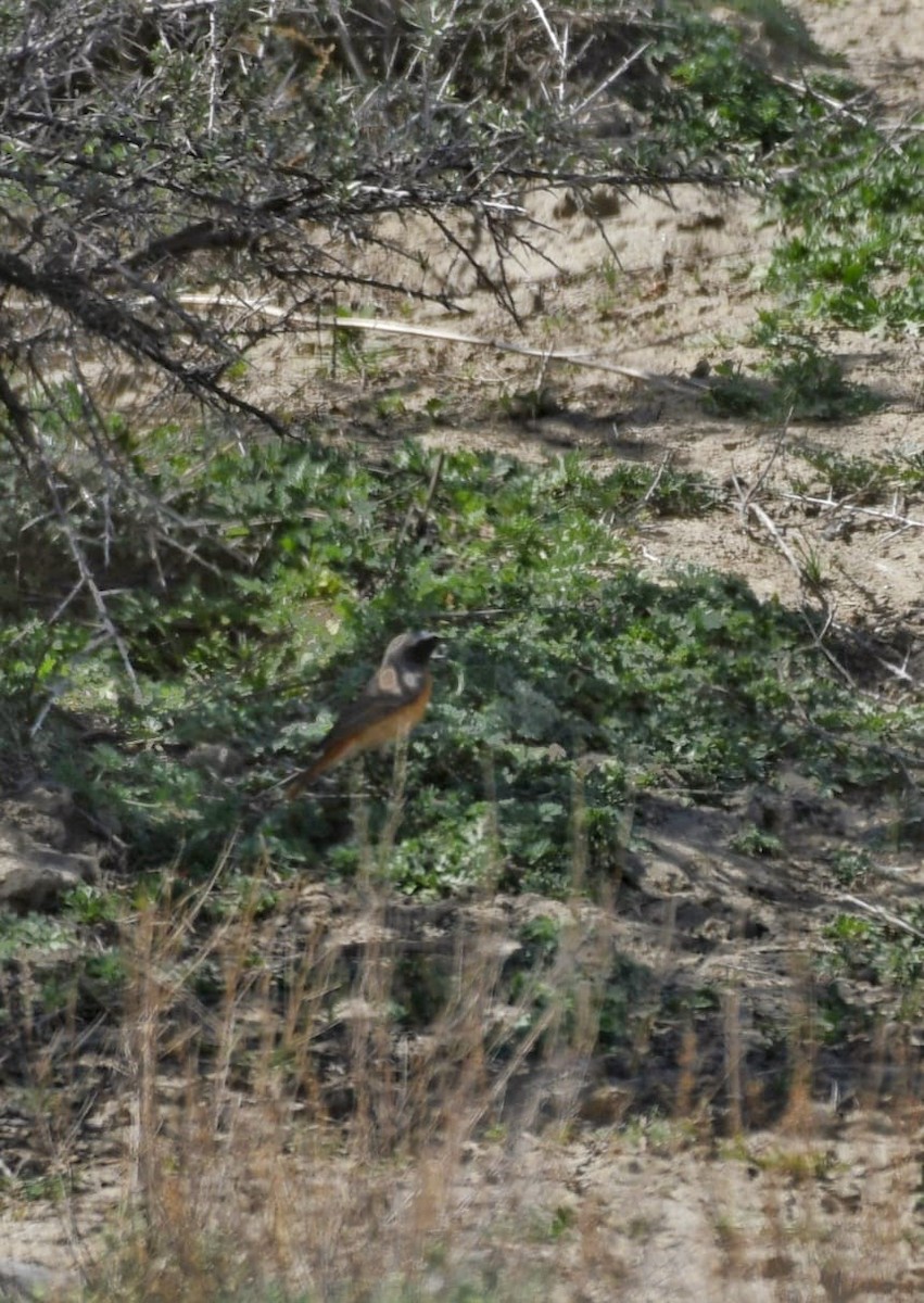 Common Redstart - Ellen Kalmthout