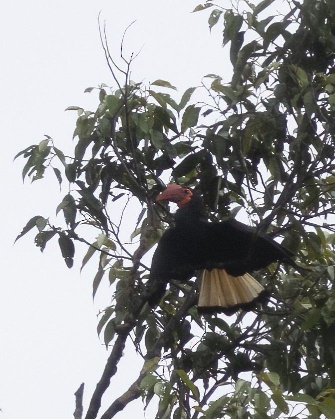 Writhed Hornbill - ML575774041