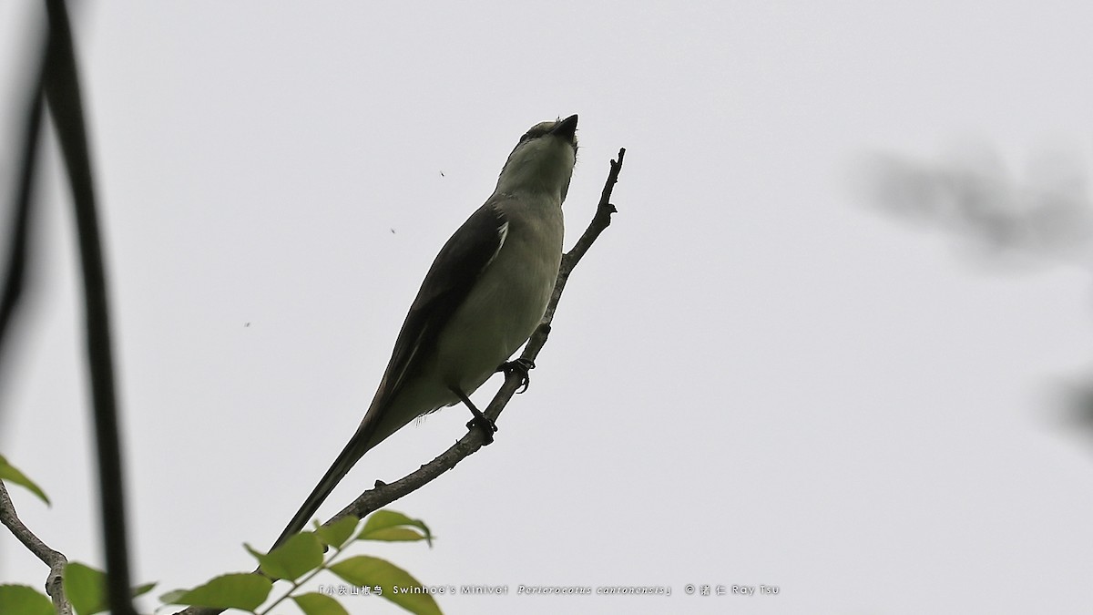 Minivet de Swinhoe - ML575774651