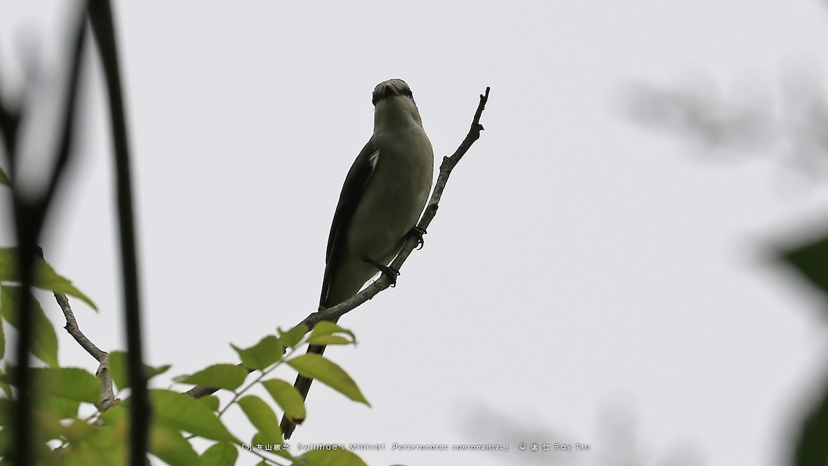 Minivet de Swinhoe - ML575774661