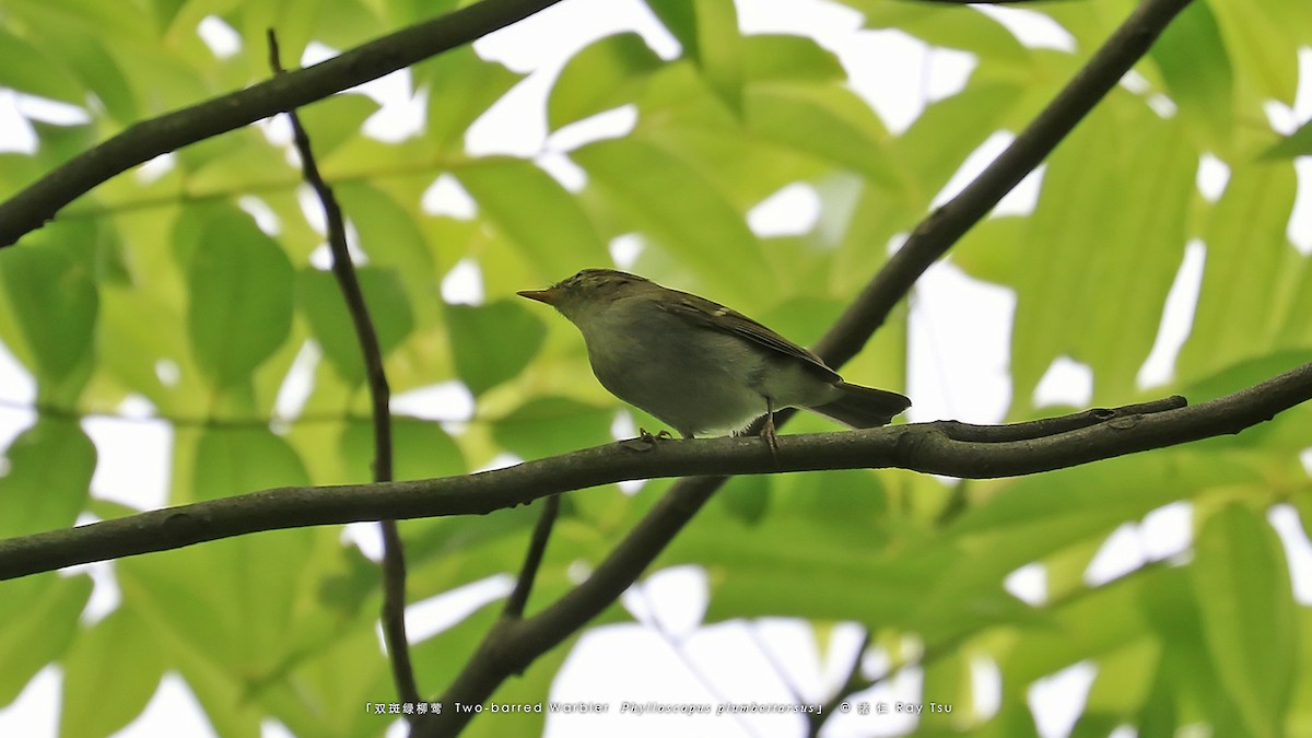 Two-barred Warbler - Ray Tsu 诸 仁