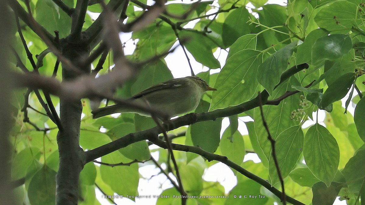 Two-barred Warbler - ML575774711