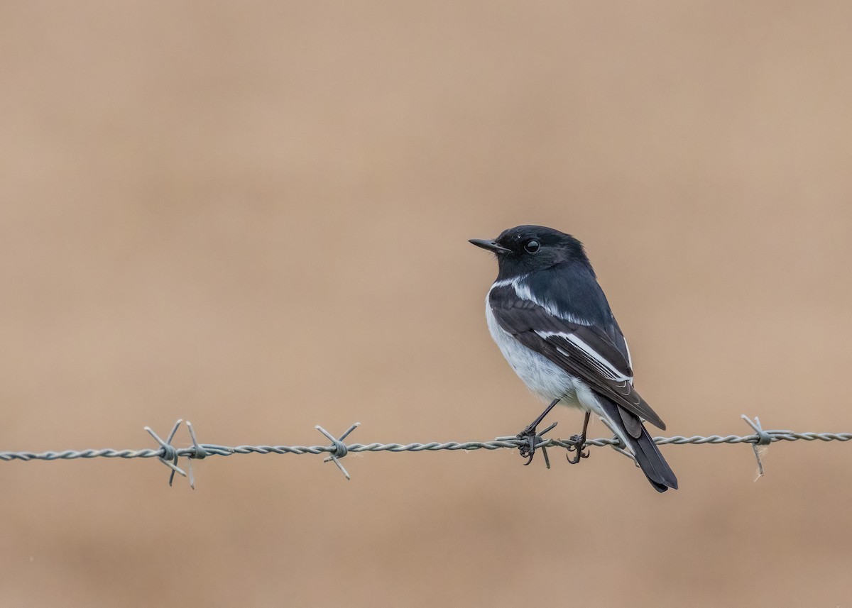 Hooded Robin - ML575774771