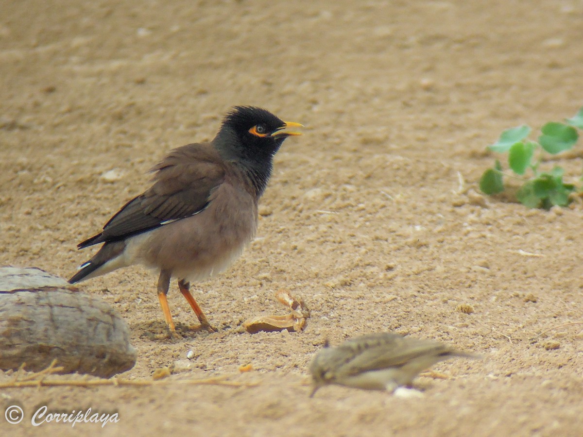 Common Myna - ML575775041