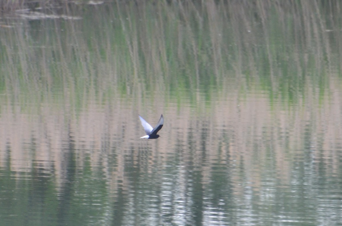 White-winged Tern - ML575775091