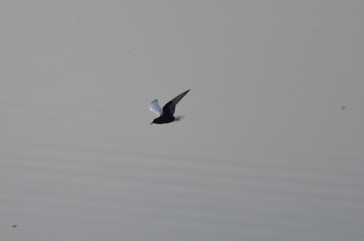 White-winged Tern - ML575775101