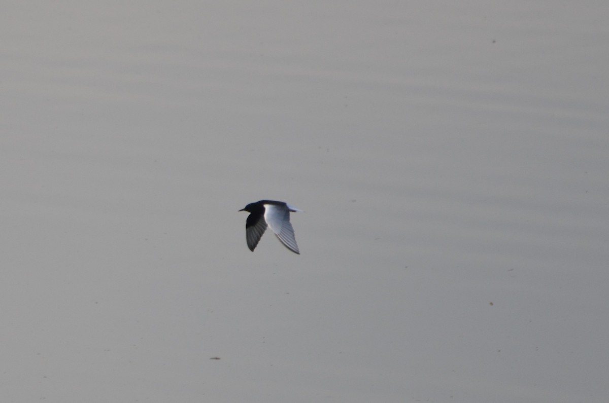 White-winged Tern - ML575775111
