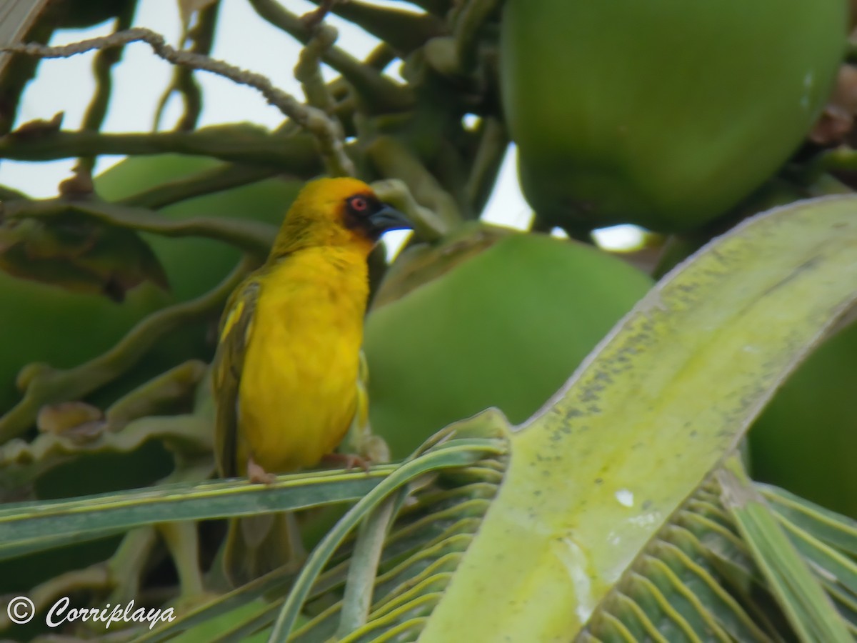 Rüppell's Weaver - ML575775221