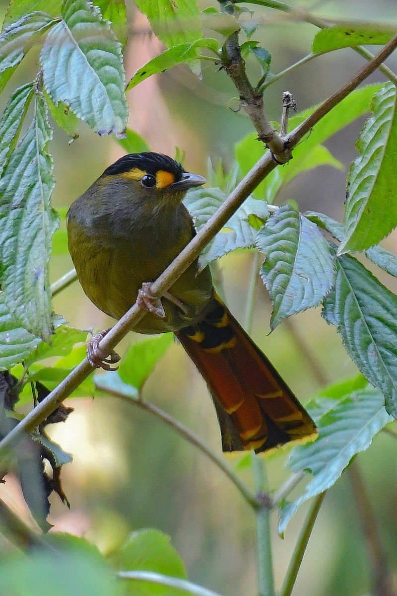 Bugun Liocichla - ML575775401