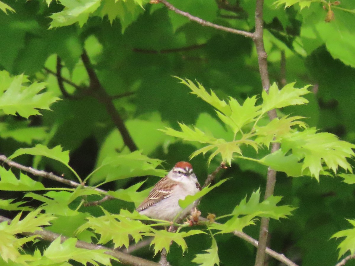 Chipping Sparrow - ML575776071