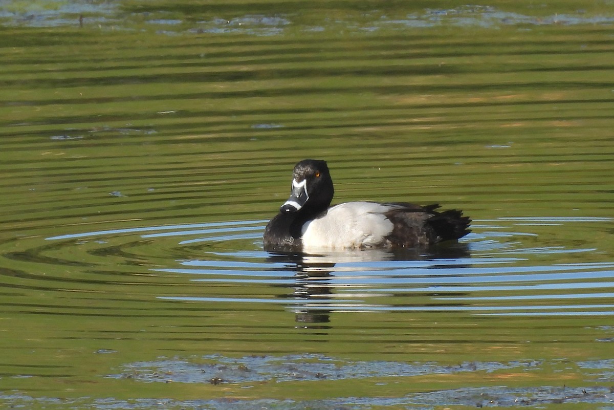 Ring-necked Duck - ML575777461