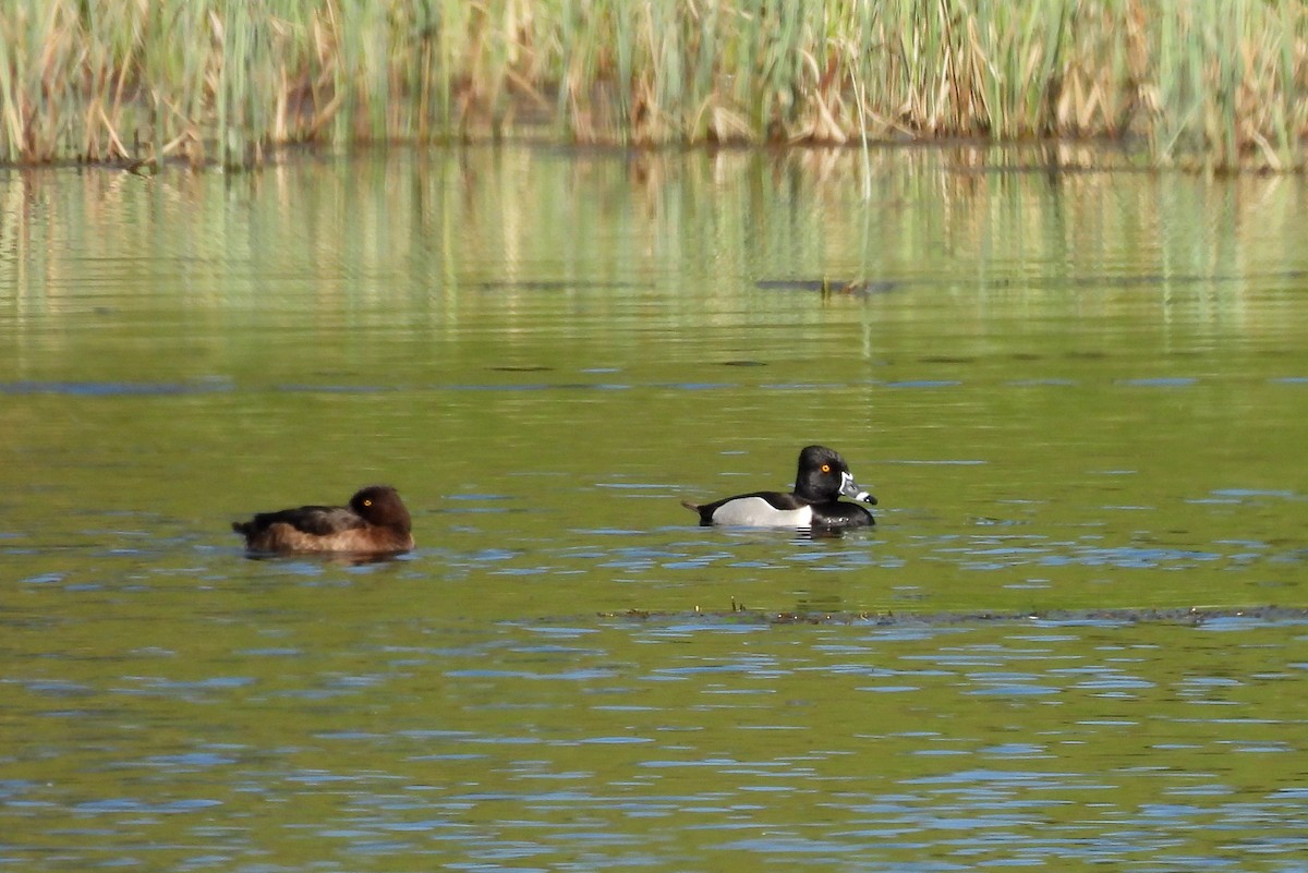 Ring-necked Duck - ML575777471