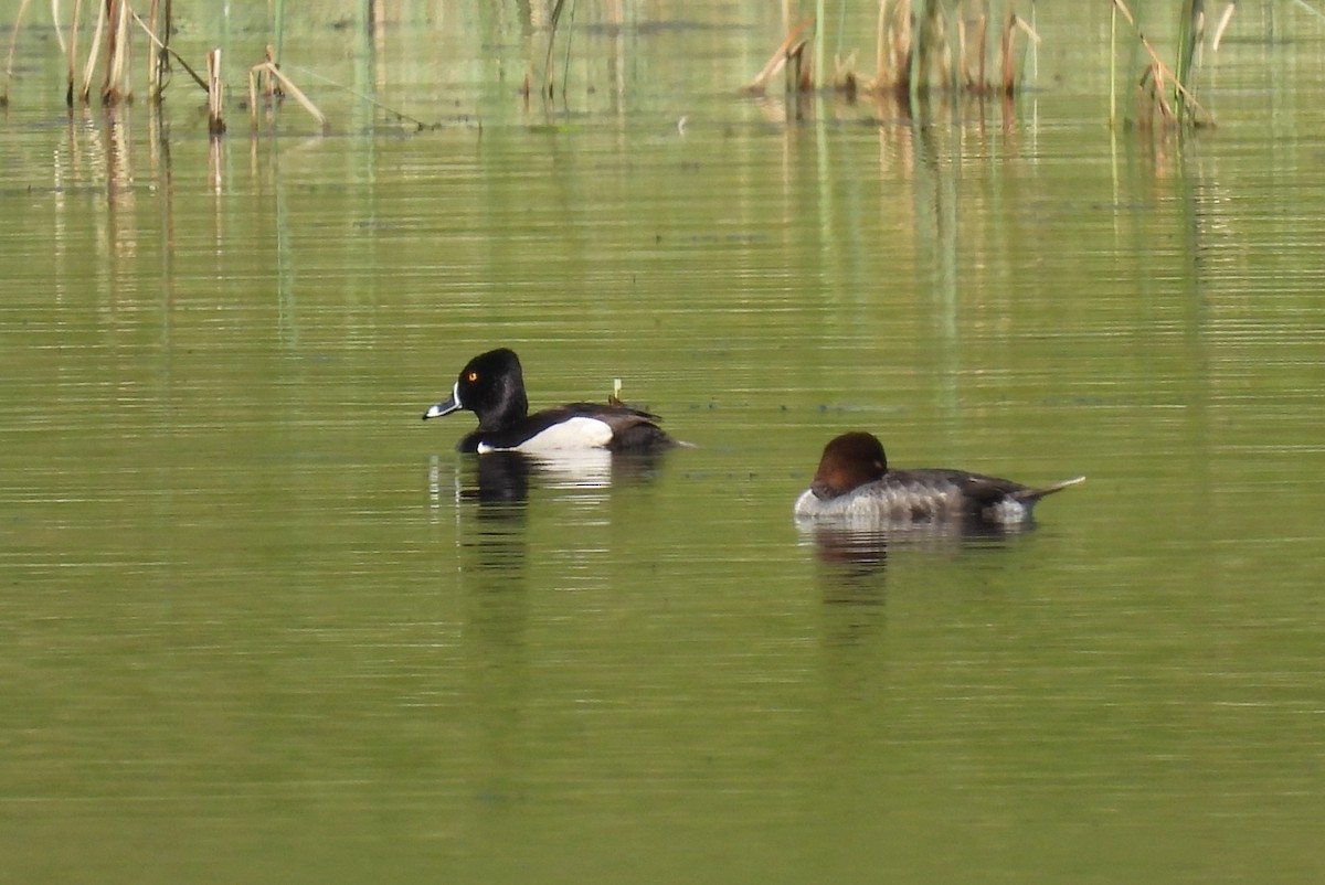Ring-necked Duck - ML575777481