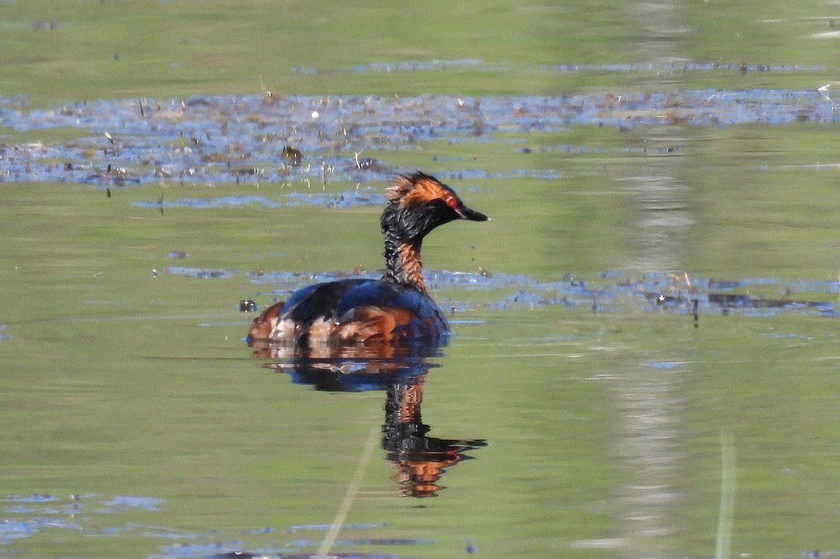 Horned Grebe - ML575777521