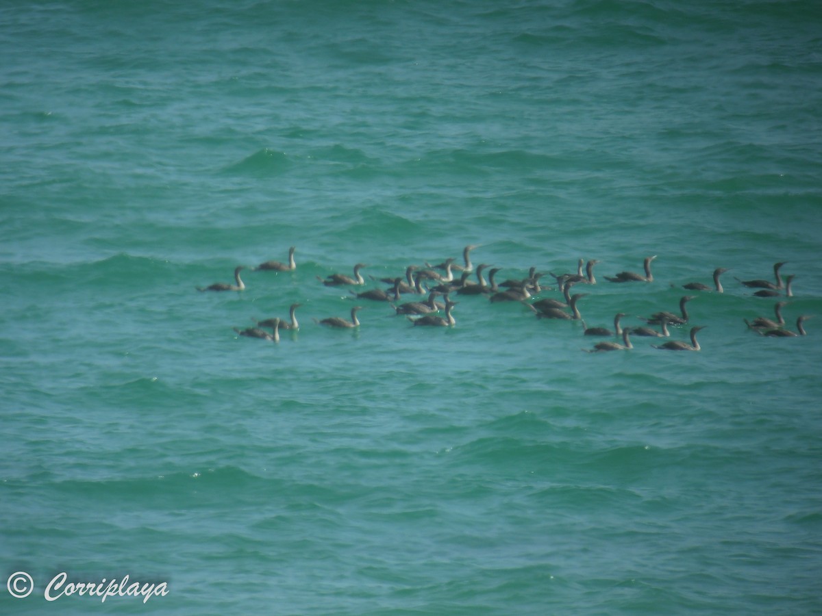 Cormorán de Socotra - ML575777611