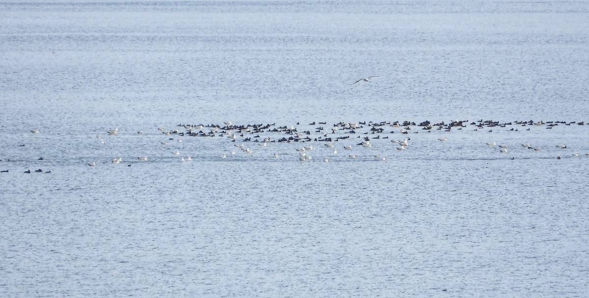 Common Scoter - Dave  Tanner