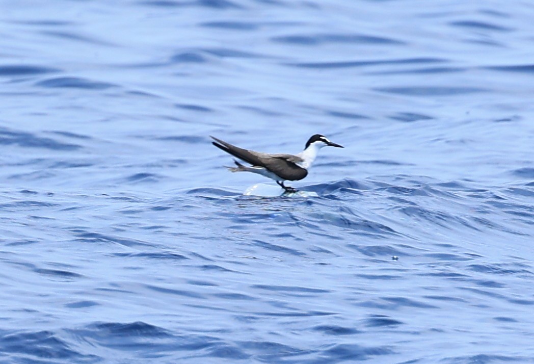 Bridled Tern - Vijaya Lakshmi