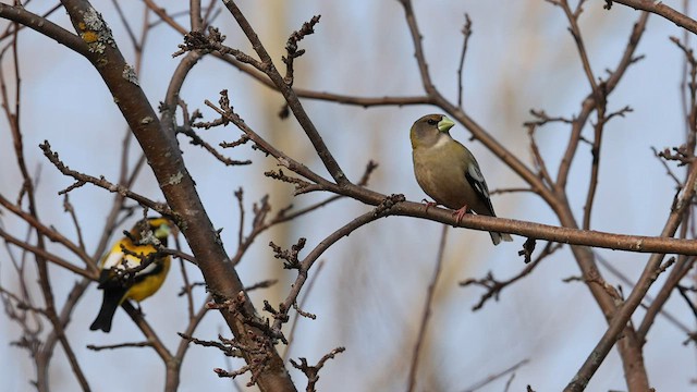 Evening Grosbeak - ML575778911