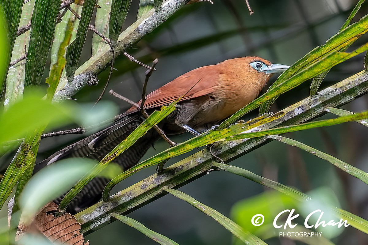 Raffles's Malkoha - ML575779351