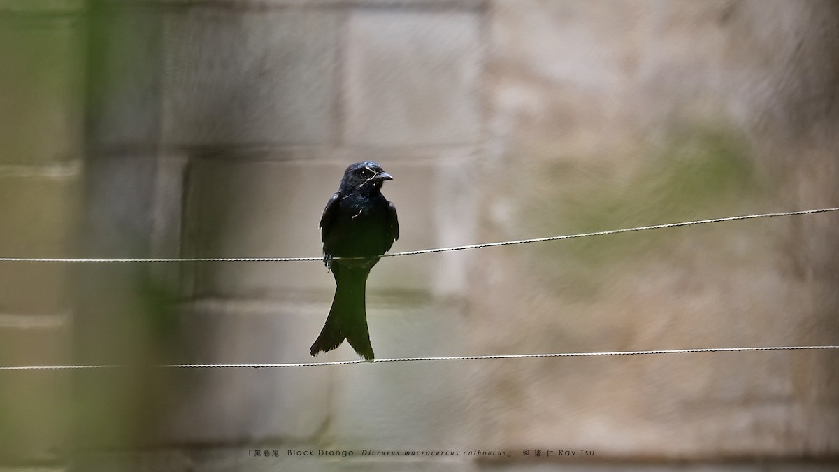 Black Drongo - Ray Tsu 诸 仁