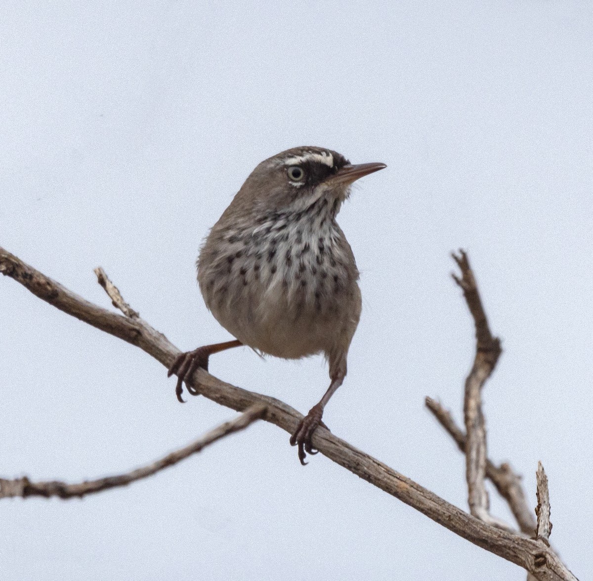 Sedosito Cejiblanco (grupo maculatus) - ML575780371