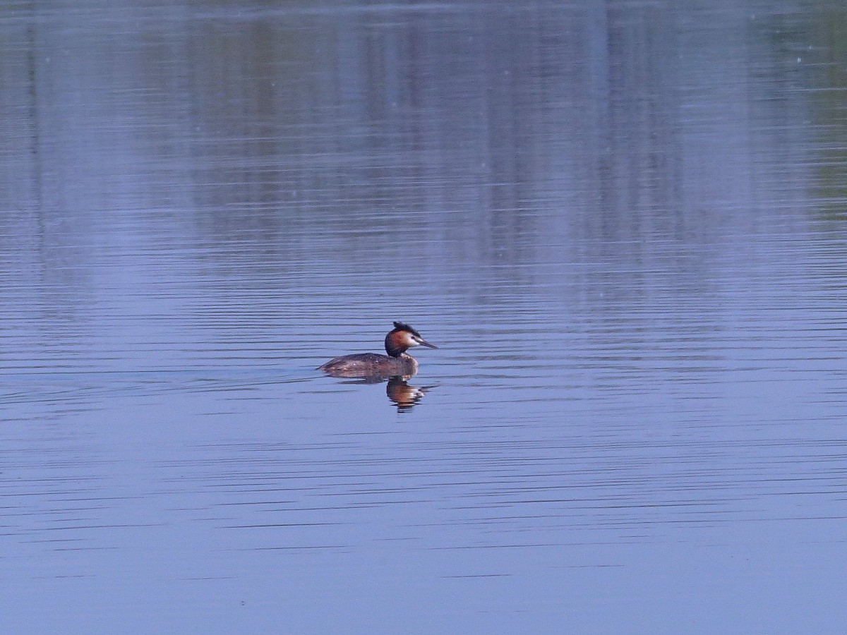 Great Crested Grebe - ML575781231