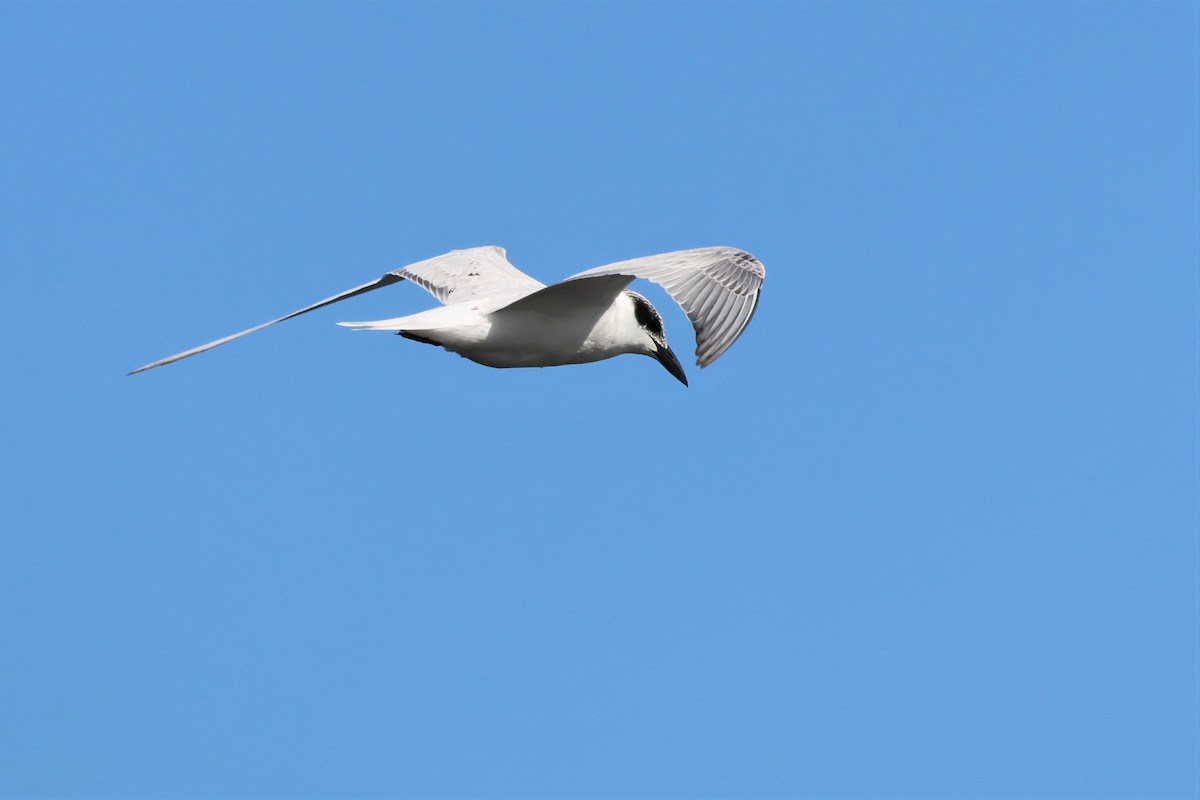 Australian Tern - ML575781261