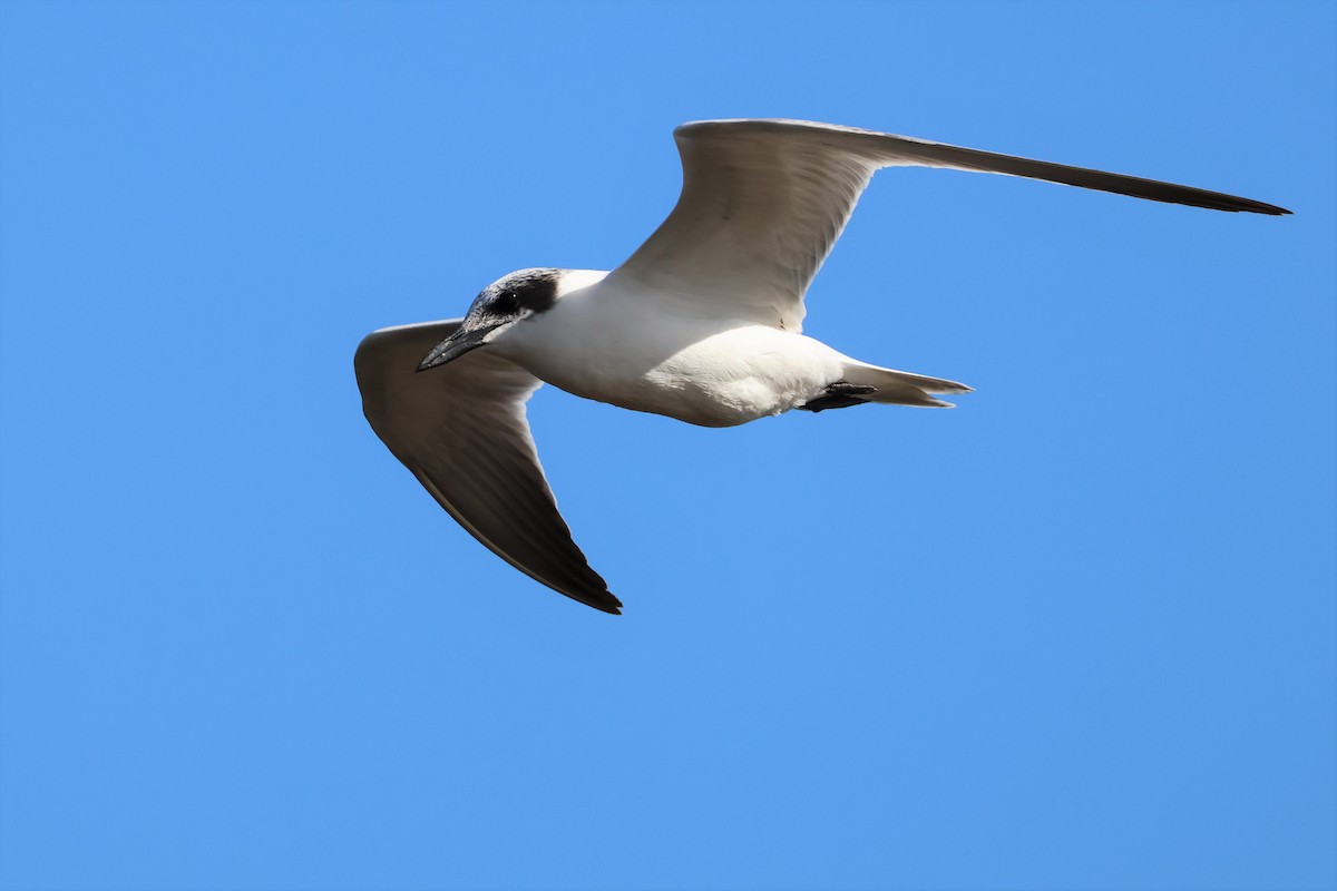 Australian Tern - ML575781301