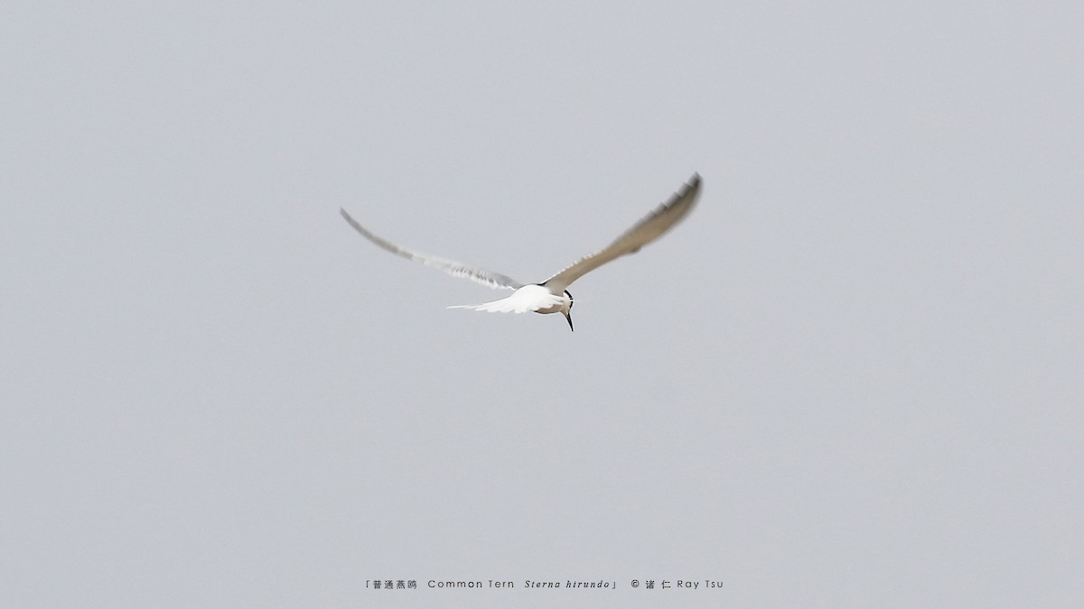 Common Tern - Ray Tsu 诸 仁