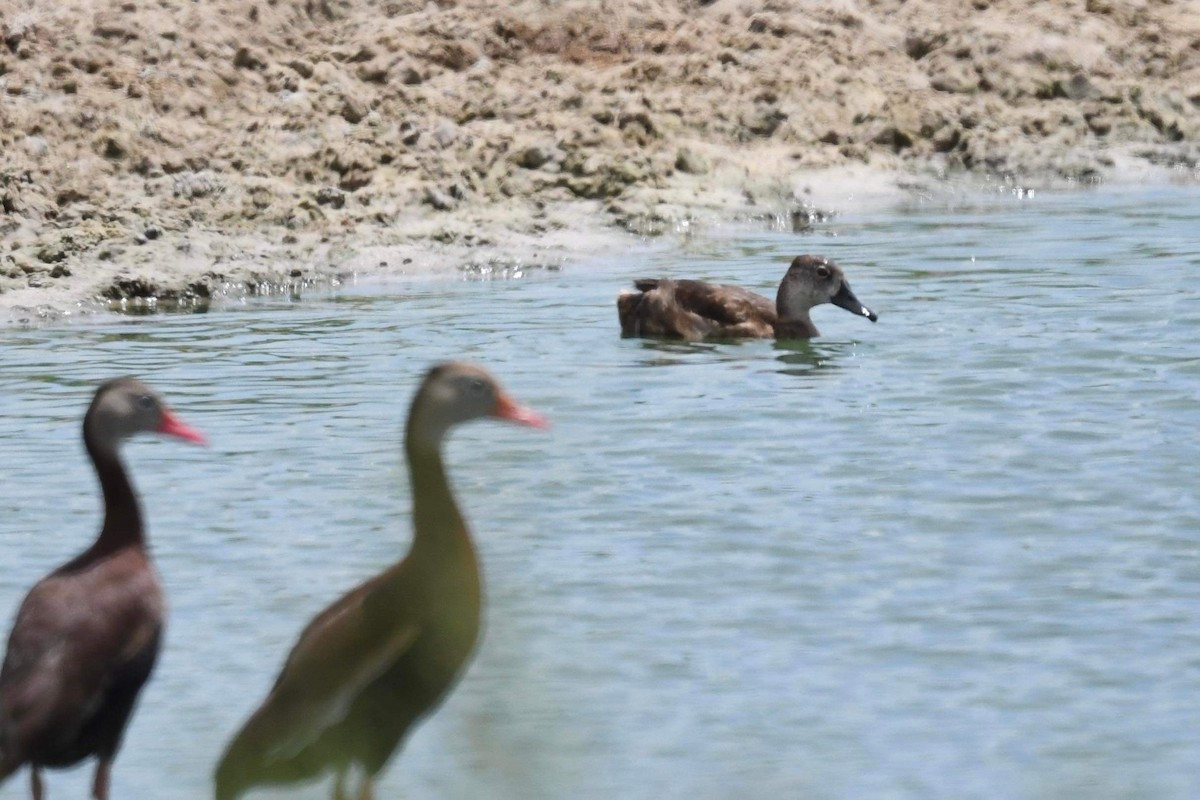 Ring-necked Duck - Jennie Leonard