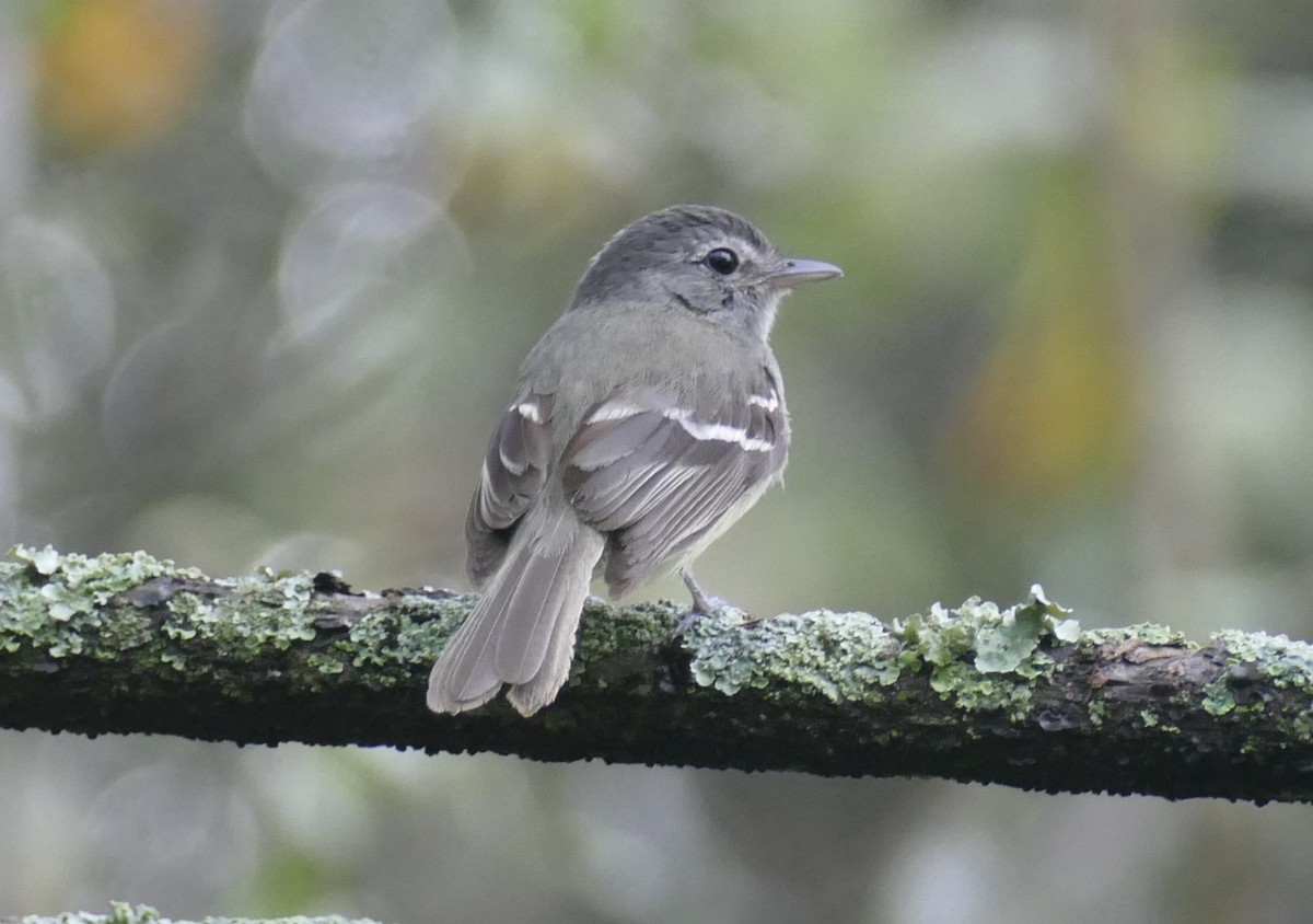 Gray-breasted Flycatcher - Jérôme Fischer