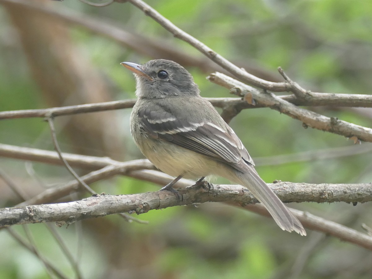 Gray-breasted Flycatcher - Jérôme Fischer