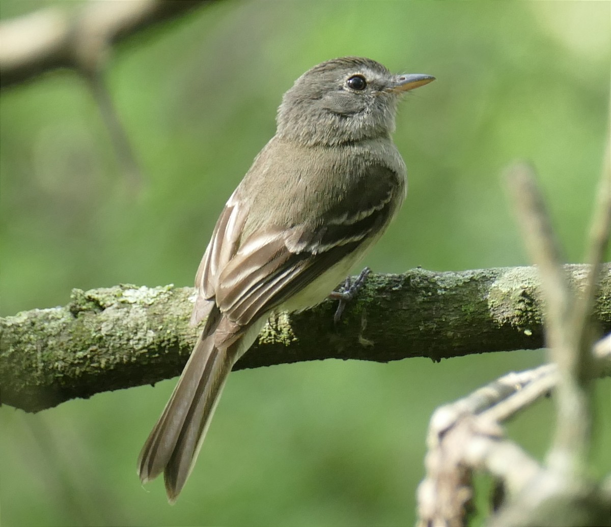 Gray-breasted Flycatcher - ML575782921