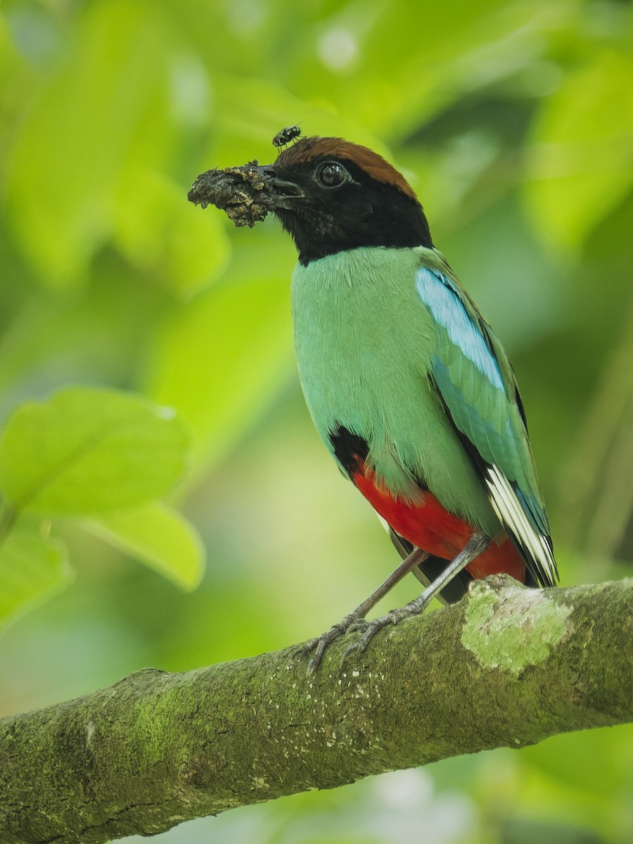 Western Hooded Pitta (Chestnut-crowned) - ML575783251