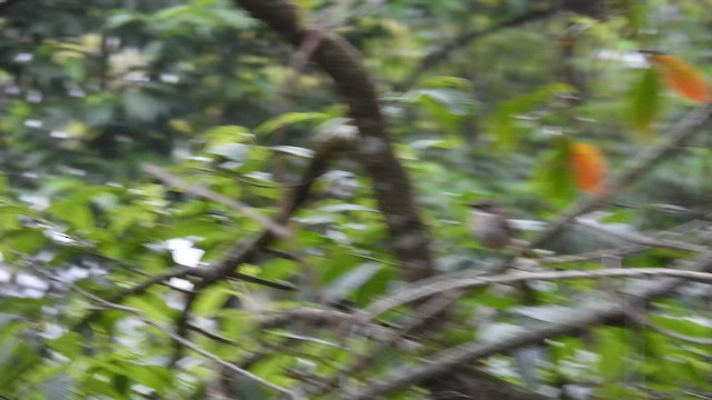 Gray Bushchat - ML575784051