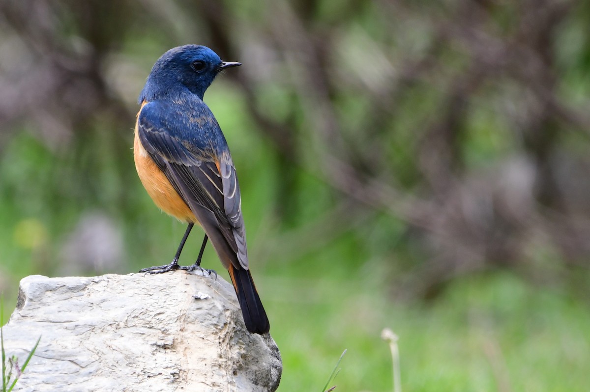 Blue-fronted Redstart - Reyan sofi