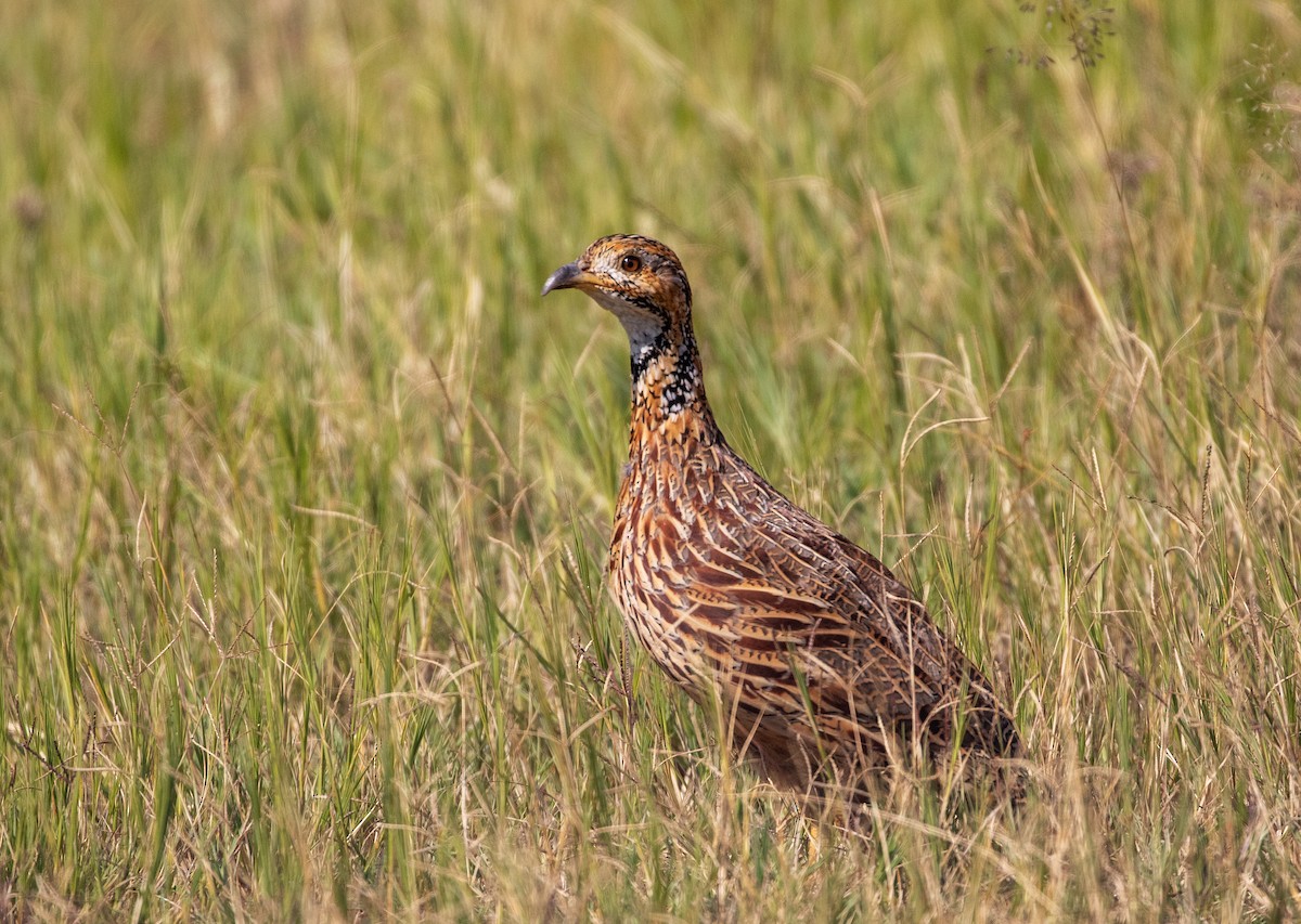 Orange River Francolin - ML575784581