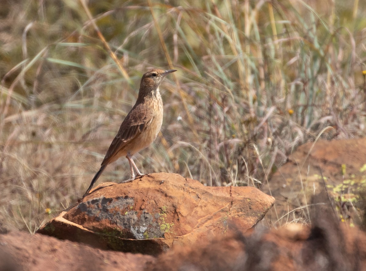Transvaal Toygarı - ML575784981