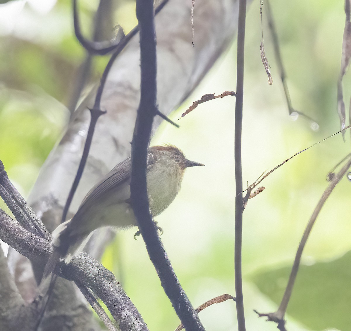 Rusty-crowned Babbler - Per Smith