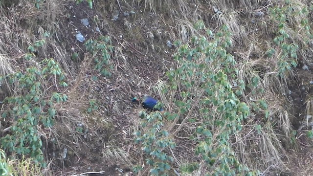 Himalayan Monal - ML575785681