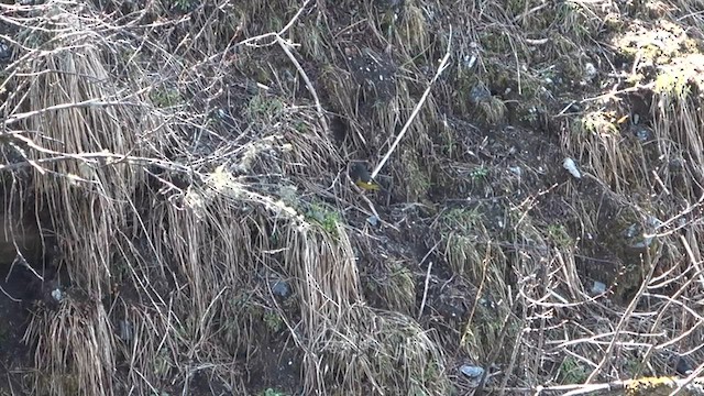 White-winged Grosbeak - ML575785701