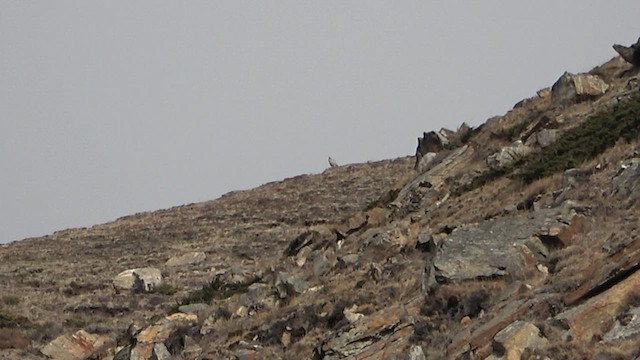 Tibetan Snowcock - ML575785911