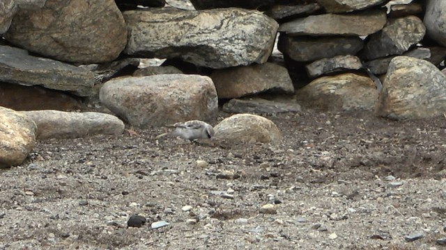 White-rumped Snowfinch - ML575786441