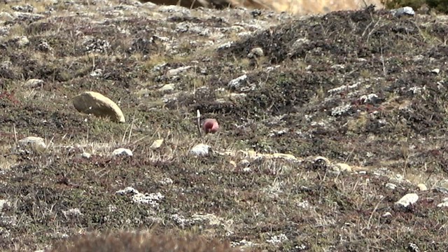 Streaked Rosefinch - ML575786991