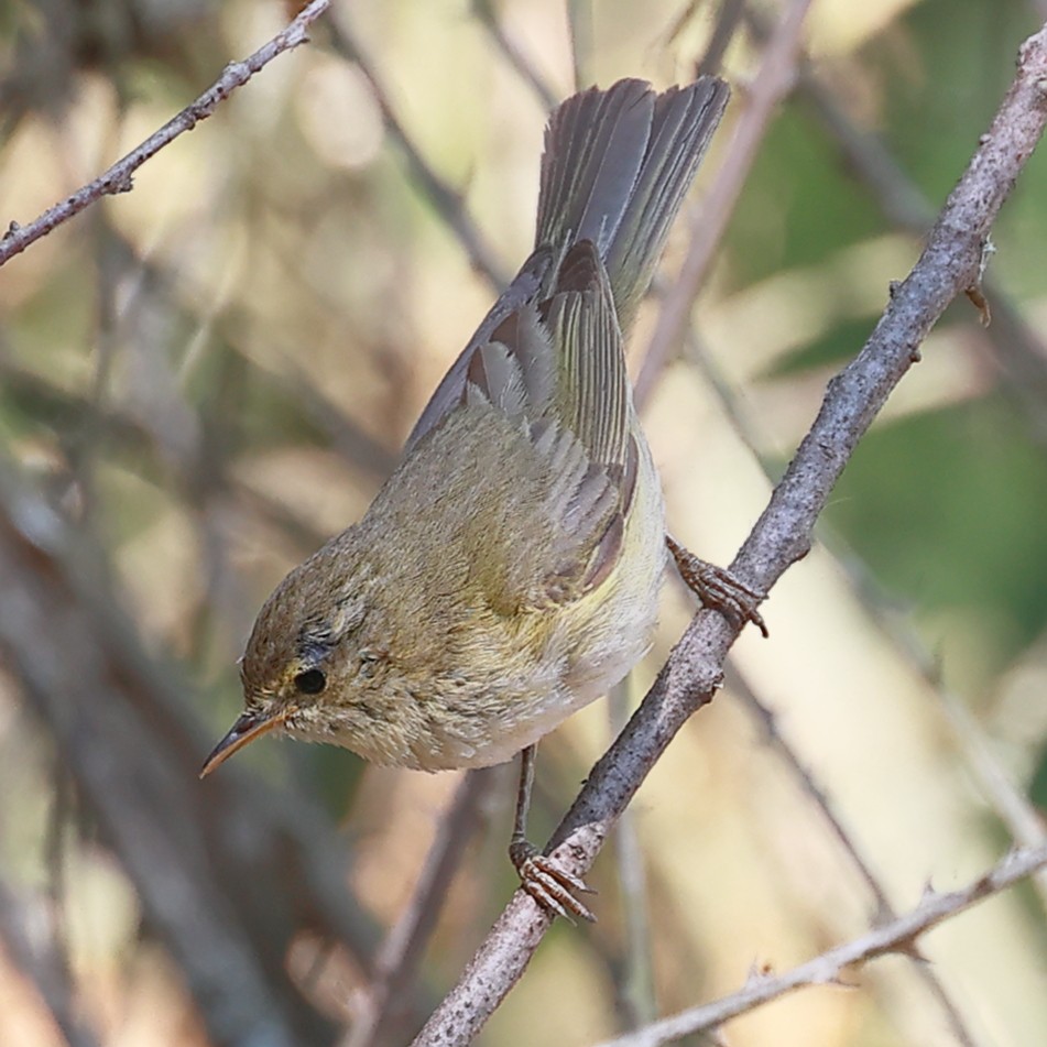 Iberian Chiffchaff - Jaime Pires