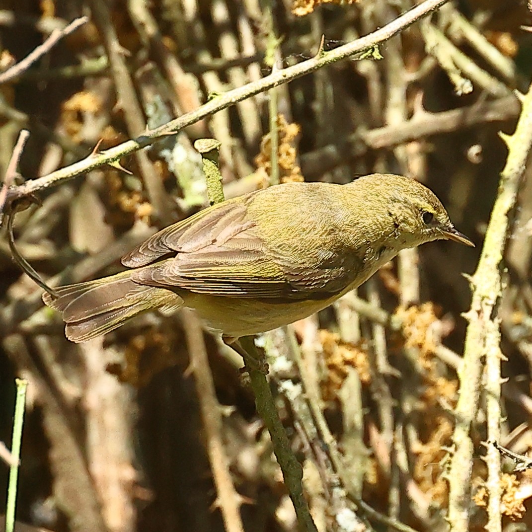 Iberian Chiffchaff - ML575787211